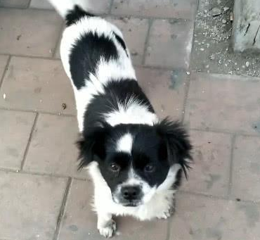 捡了只流浪犬,带回去后被老人说:养这类狗狗简直晦气,别养了