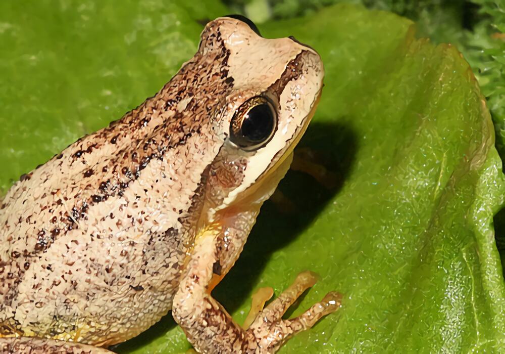 棕树蛙身份信息