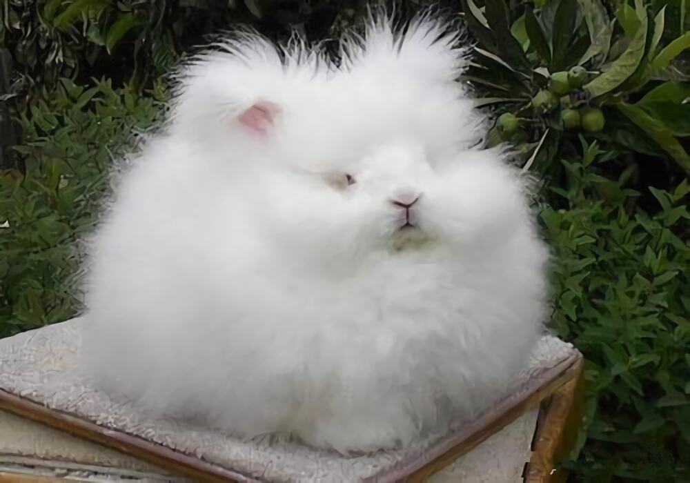 安哥拉兔身份信息