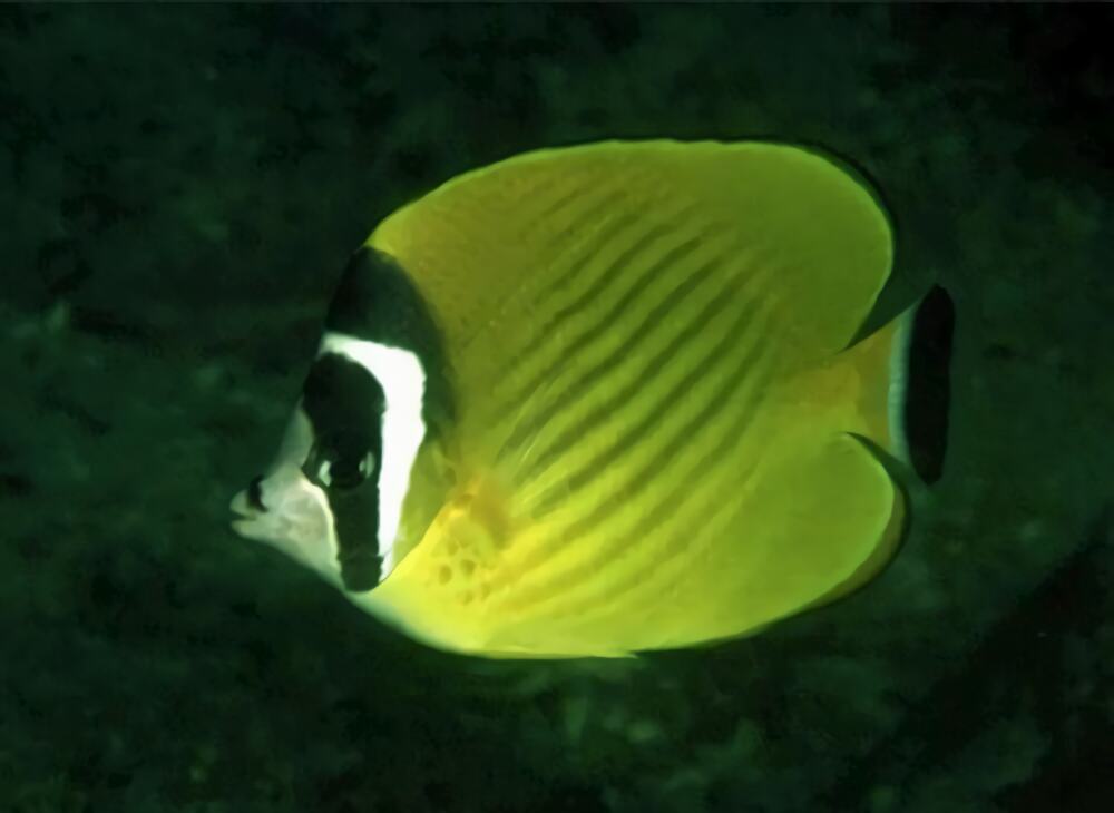 黑尾蝶身份信息