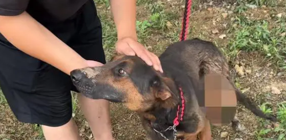 保护主人却被砍断腿的狗狗,竟险些被卖上狗肉车