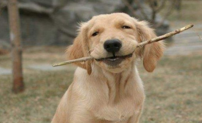 为何都说金毛不可以当警犬?回答你很有可能出乎意料