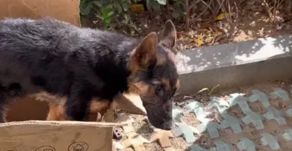 得了犬瘟的德牧奋力想挣脱命运,但令人心寒的则是冷言冷语