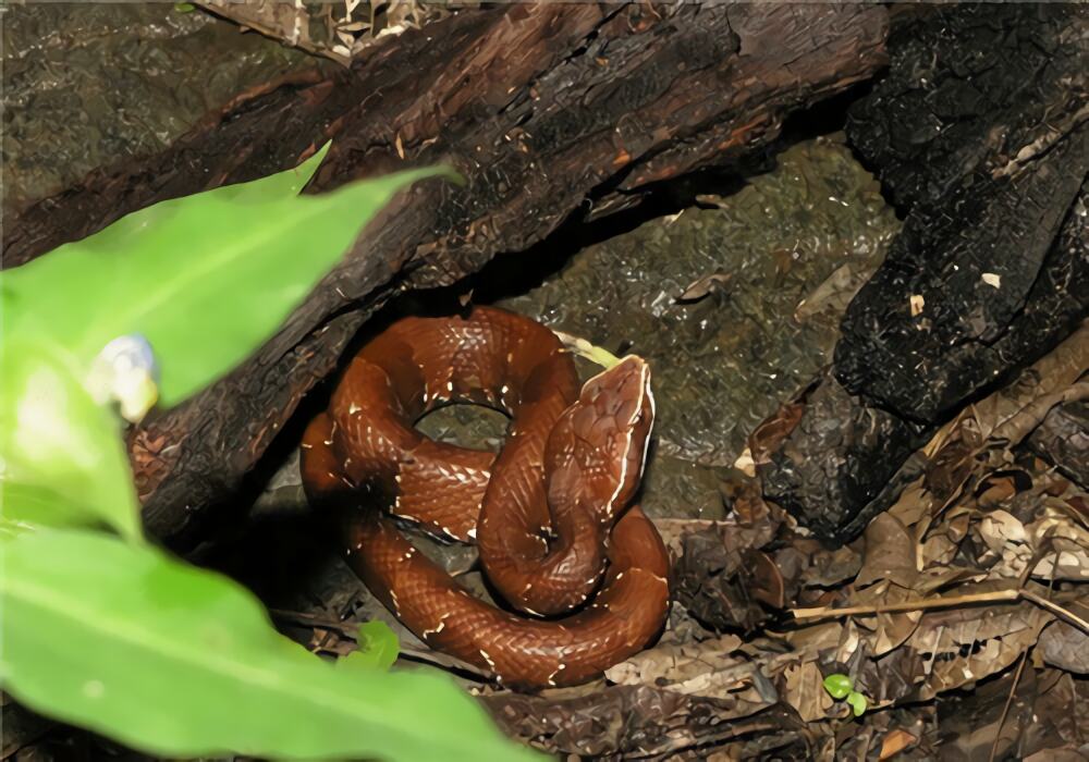 尖吻蝮身份信息