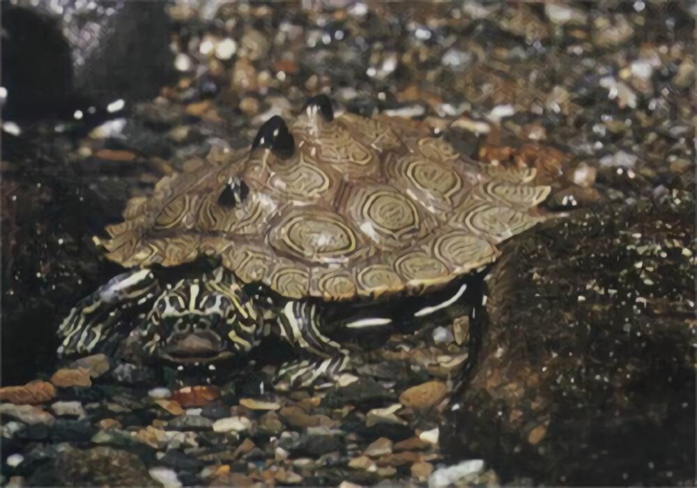 北部黑瘤地图龟身份信息