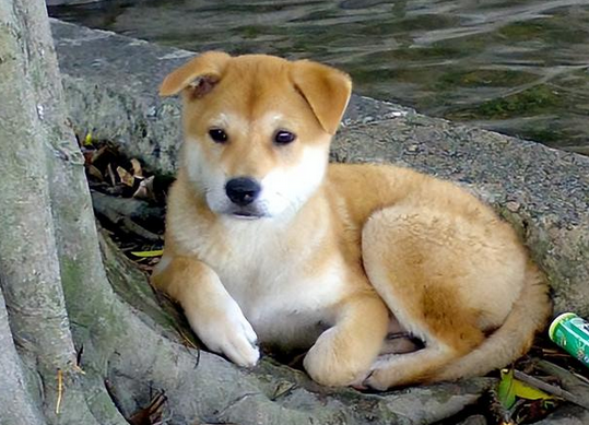 10年过去了,我的中华田园犬老狗还在等待我回家,狗牙齿都掉光了