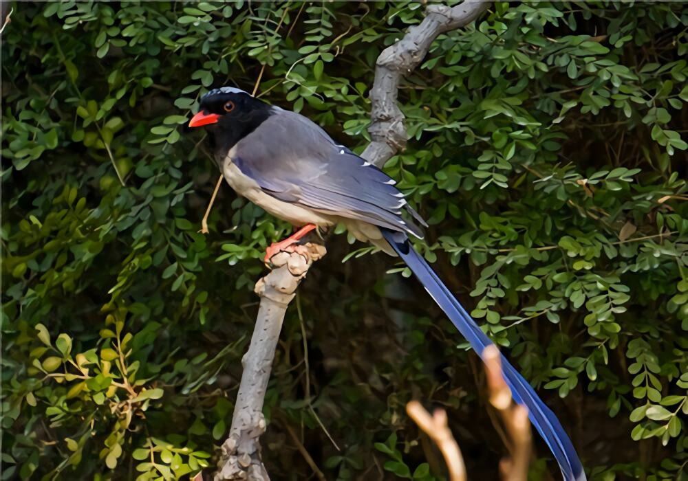 红嘴蓝鹊身份信息
