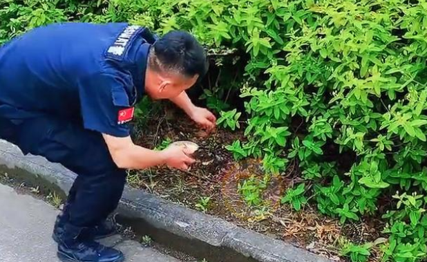 被特警小哥喂养的流浪狗,成了他的小跟班,有了新家也不想离开