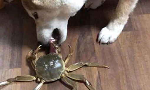 狗狗一直哼哼唧唧,主人靠近后一脸懵,它是发生了啥?