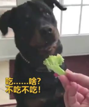 对奶酪片十分偏爱的狗狗,当主人给它箩卜时,这反映呆萌了