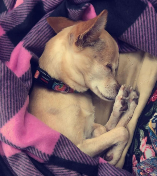 被通知已离世2年的爱犬在收容所,她哭着去查看,发现真的是它...