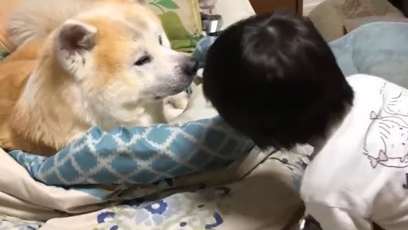 傲娇了8年的秋田犬,近期老想跟父亲一块儿睡,你還是我以前了解的你不?