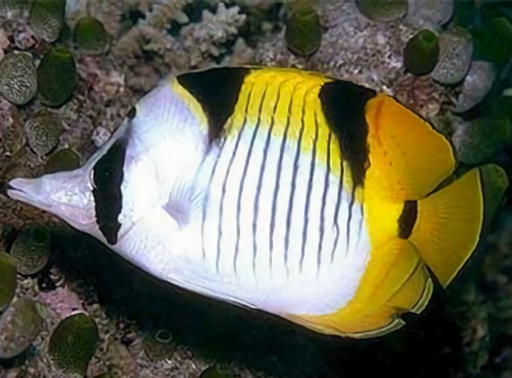 斜纹蝴蝶鱼身份信息