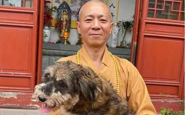 生活在古寺里的狗子，常年听高僧念经一脸“佛”相，网友：看来熏陶不浅