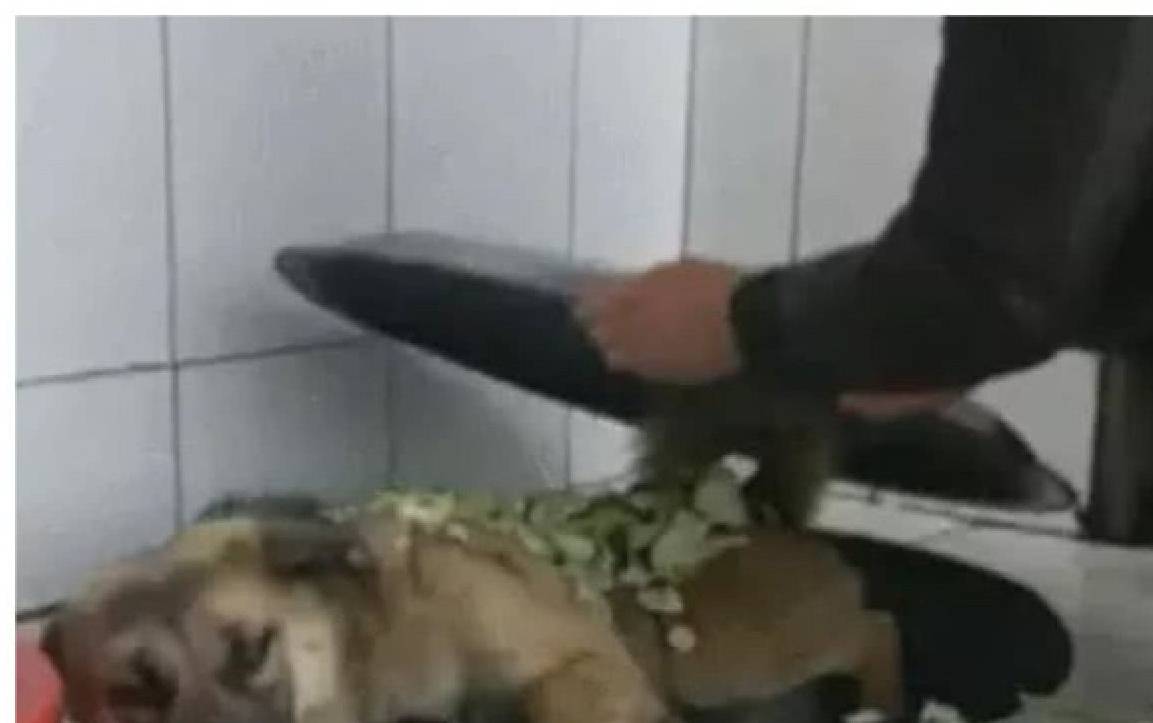 做饭到一半,狗狗竟主动跳进锅里,主人气的想炖狗肉:是要加餐?