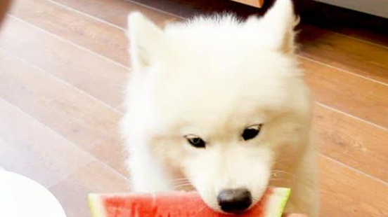 爷爷养大的肥狗!萨摩耶犬坐在自行车后座逛菜场,胖到屁股塞不下