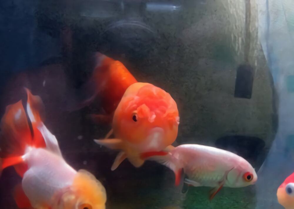 鹅头球身份信息