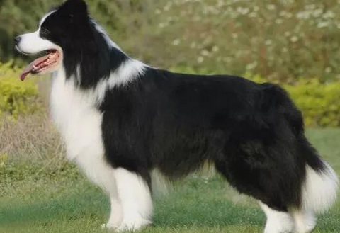 牧羊犬苦苦等待主人3年,为了自己的孩子它甘愿走进陷阱