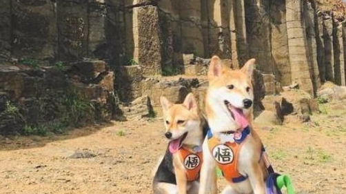 嘴馋柴犬偷吃煎荷包蛋,主人高声斥责,狗子转头看过一眼再次偷吃