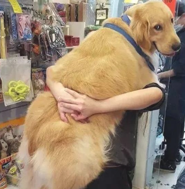 养大型犬的铲屎官留意了,狗狗儿时别看它萌就总抱,会出人命的