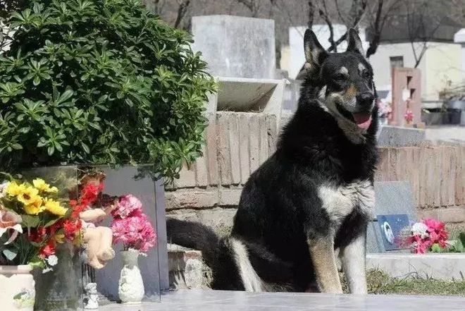 一只狗守护墓地11年,最后死在了主人的墓碑上…