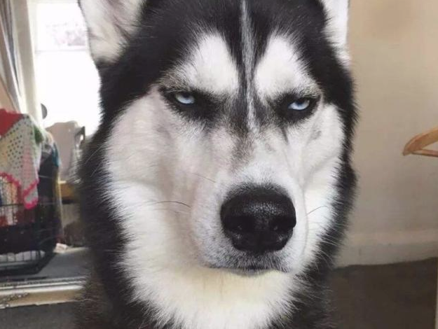 哈士奇住宅小区很是猖狂,直至道上遇到“高加索犬”,接下去一幕脸丢变大