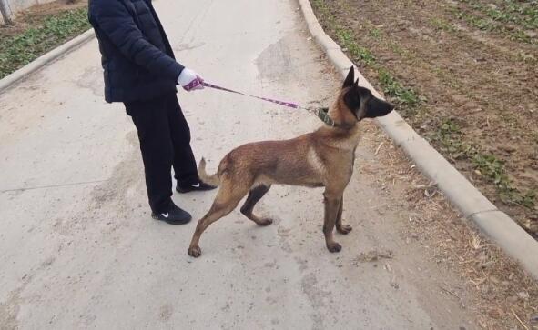 700块,不停推走狗贩子的马犬还是易了主,网友:可惜了,好狗没好命