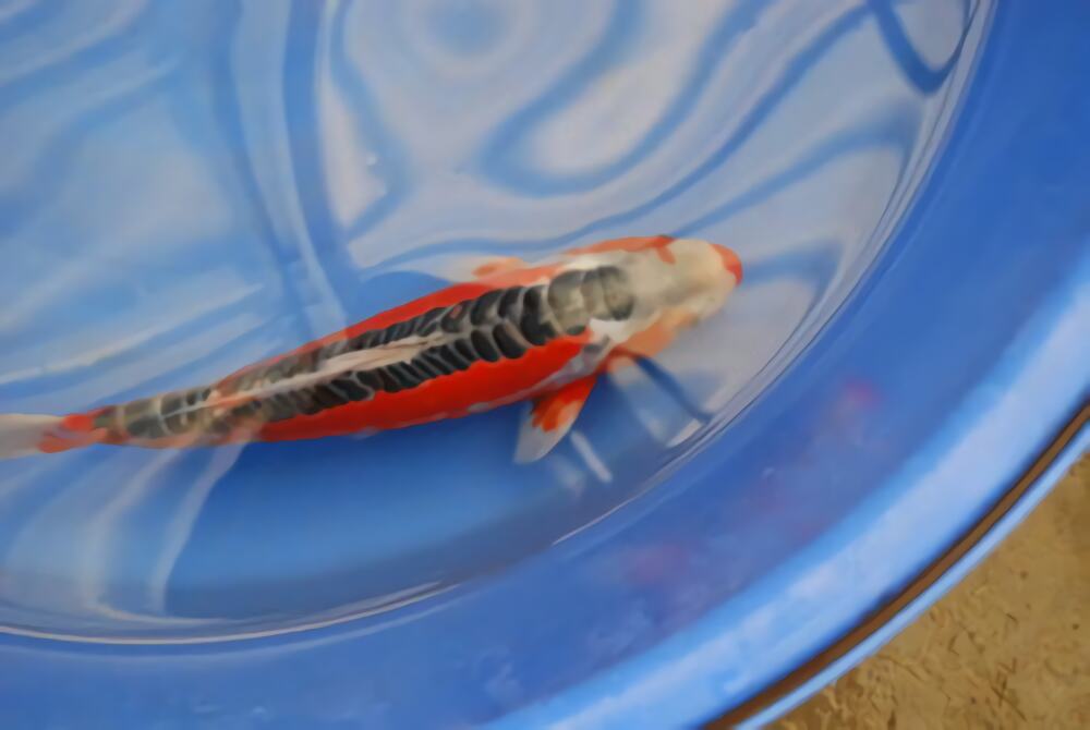 秋翠锦鲤身份信息