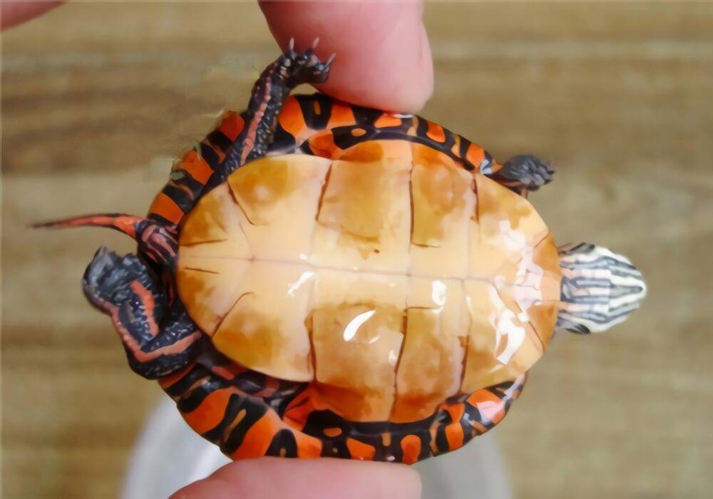 东部锦龟身份信息