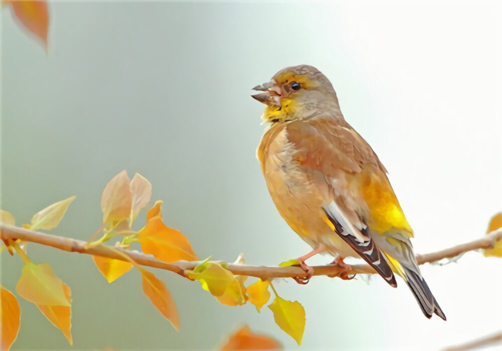 金翅雀身份信息