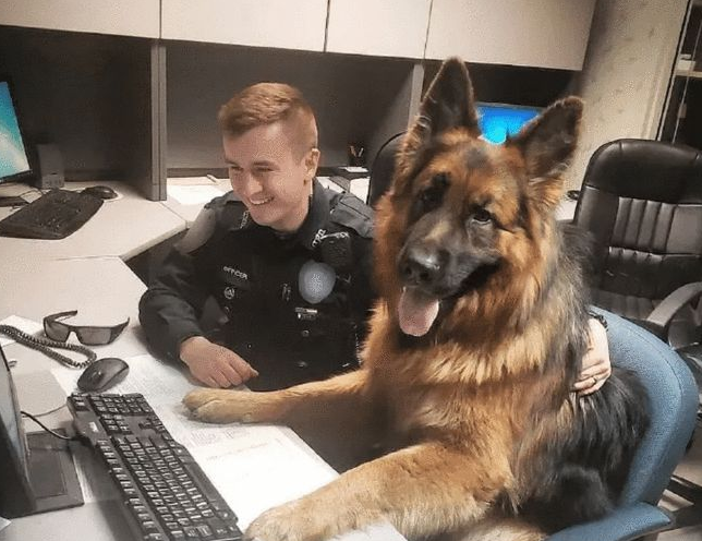 搜爆犬退役后闲不住,主人买来“弹药”,真是个劳碌汪啊