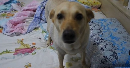 傻眼!狗狗尿床怕挨骂 直接用屁股毁灭证据