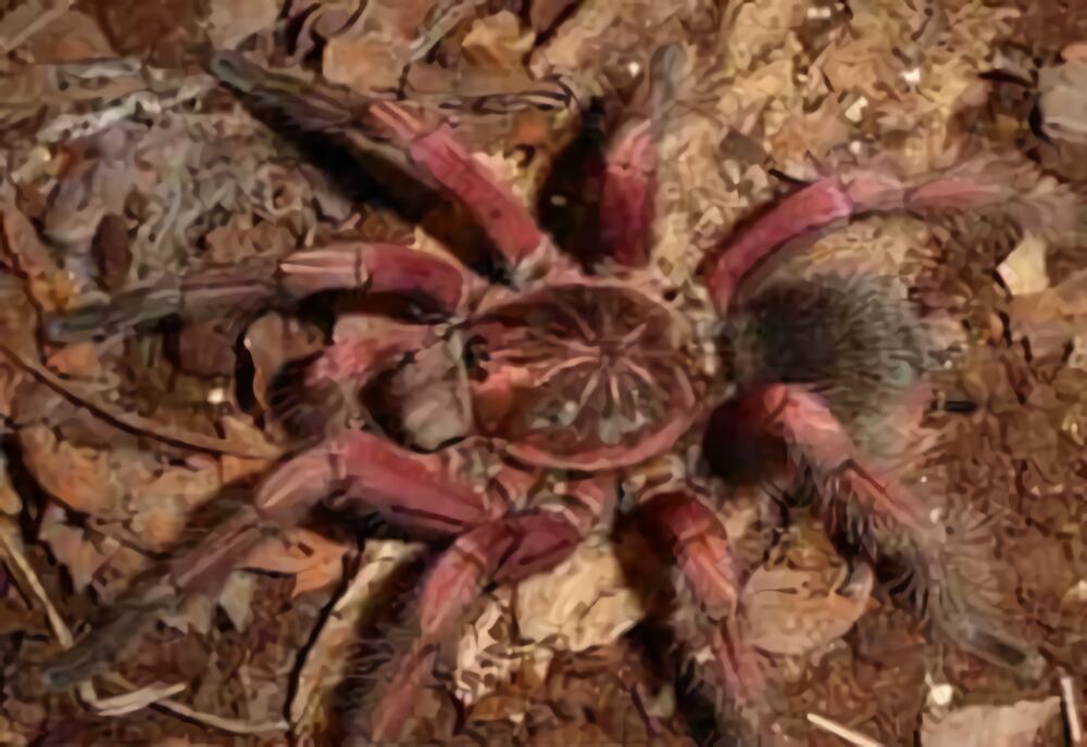 巴西粉红食鸟身份信息