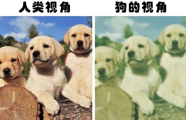 狗狗照镜子以为找到同伴,对镜子狂吠,为何狗认不出镜中的自己?