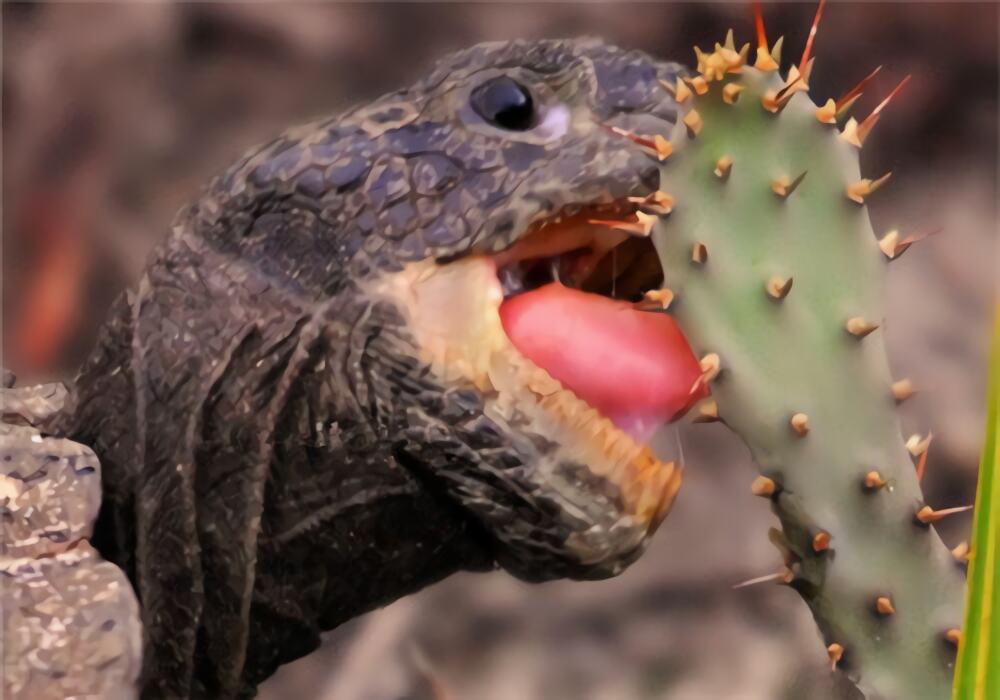 哥法地鼠龟身份信息