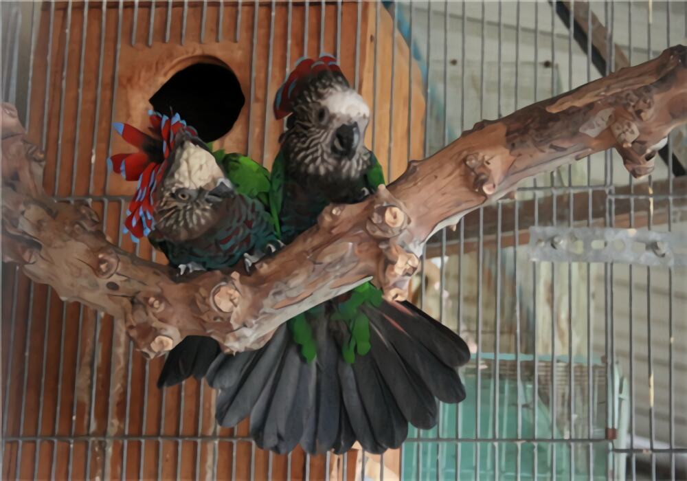 鳞头鹦哥身份信息