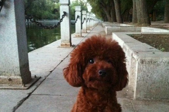 泰迪犬的目光呆滞,原来是想要干坏事了,赶紧将它抱起来