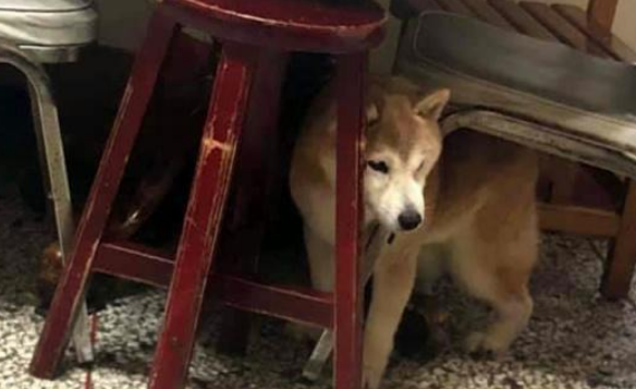 从繁殖场死里逃生的柴犬,患上老年痴呆,主人不离不弃陪伴左右