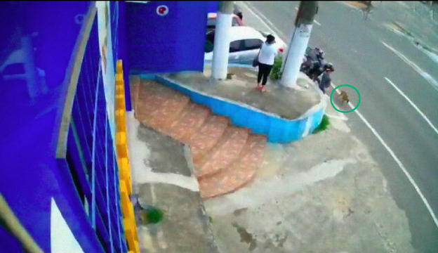 狗妈临近生产去医院门口求助,狗爸紧随其后,暗中保护它的安全!