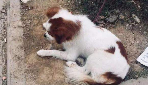 流浪狗一家被福利院老人堵在下水道里险丧命,狗狗:谁来救救我们一家
