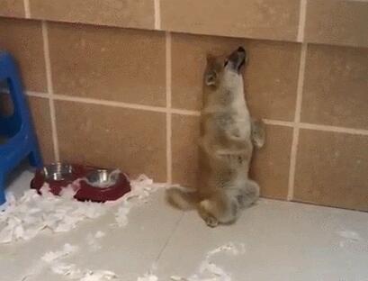 两条柴犬拆家被抓,一条积极承认错误,另一条狗狗简直傲娇出天际