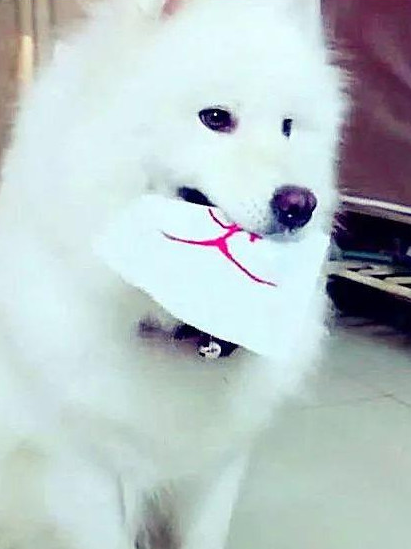 男子教狗狗认字,对了有骨头棒吃,为了更好地吃的狗狗也是豁出去!