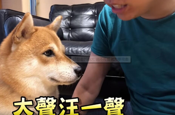 超自恋的柴犬 说不可爱就肉拳攻击