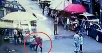 贵州恶犬2小时咬伤23人 遭警察围捕乱棒击杀