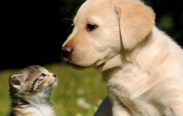 为猫狗花费更多？高盛报告称中国宠物市场将迎巨变