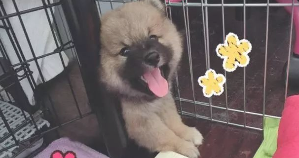 买的柴犬,被别人取笑像一只熊,几个月后狗狗极致成长