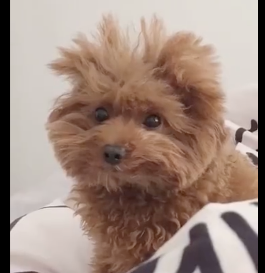 狗狗刚醒来毛发很乱,看上去就像个小疯子,搞笑又好玩儿,凌乱美?
