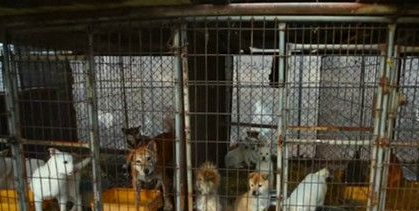 狗狗关押在工厂等待被人类食用 相关人员及时救援