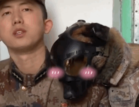 军犬因撒娇火遍全网,亲亲贴贴还偷偷牵手…网友:训导员可真帅!