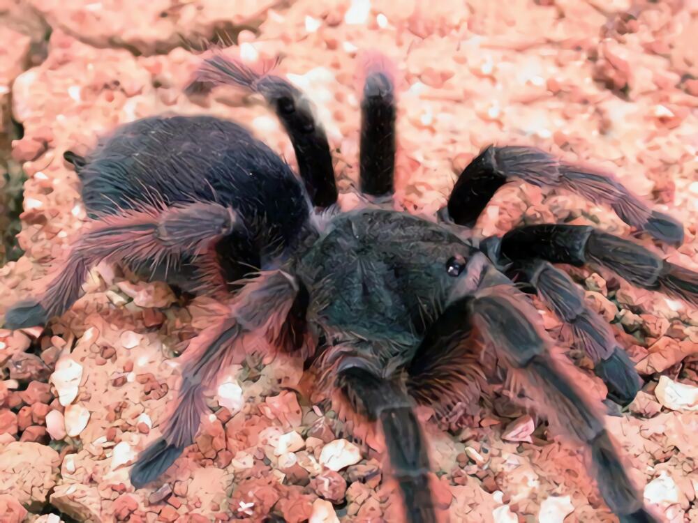 巴西灰烟雾身份信息